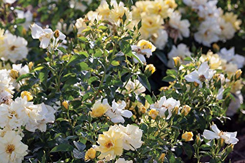 Live Lemon Drift® groundcover rose plant in a nursery pot with compact green foliage and pale yellow blossoms