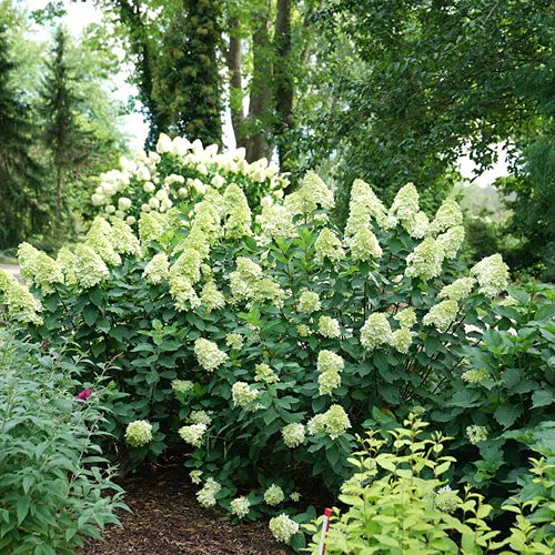 Live Limelight Prime Panicle Hydrangea shrub in a nursery container showing overall plant shape and foliage