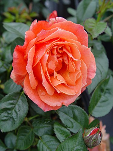 Livin Easy™ rose plant in container highlighting multiple clusters of colorful floribunda blooms