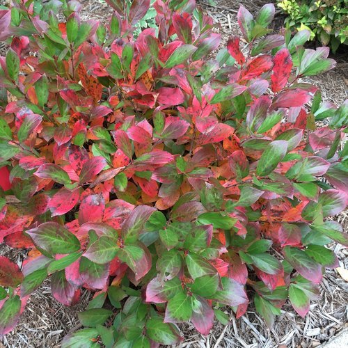 Low Scape Mound Aronia red and green foliage