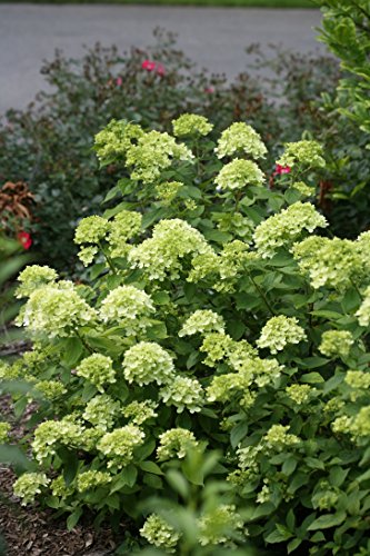 Low angle shot of Little Lime® Panicle Hydrangea in full bloom with lush leaves