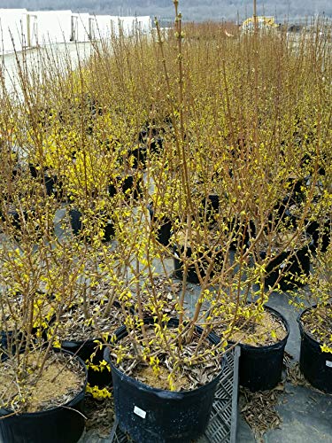 Lynwood Gold Forsythia shrub with arching branches and yellow flowers