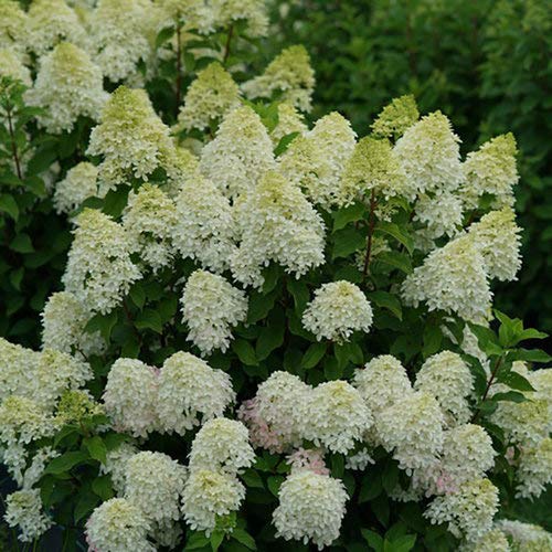 Macro view of hydrangea flower head showing textured florets on Quick Fire Fab®