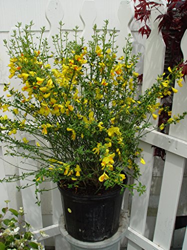 Madame Butterfly Scotchbroom in pot