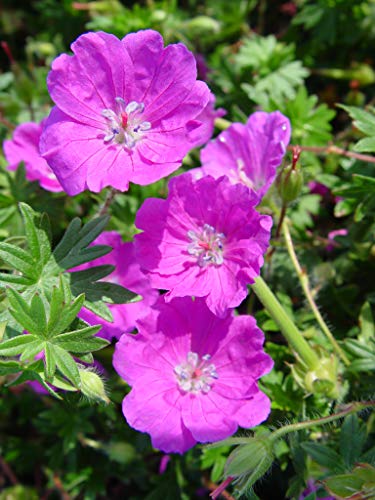 Green Promise Farms Max Frei Cranesbill Geranium