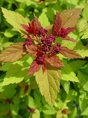 Magic Carpet Spiraea dark red foliage close up with flower buds