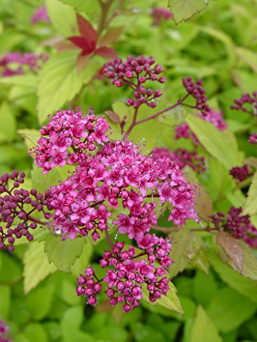 Magic Carpet Spiraea flower close up