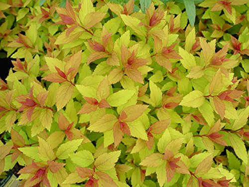 Magic Carpet Spiraea foliage close up