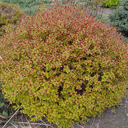Magic Carpet Spiraea mounded form with flowers