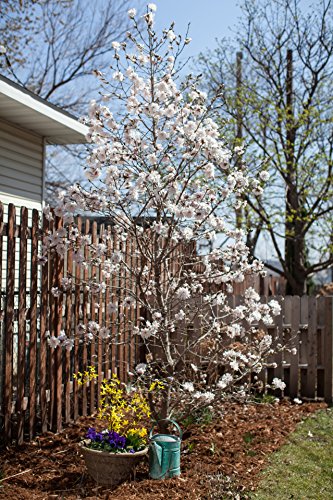 Magnolia ‘Centennial Blush’ showing multiple pale pink blooms covering branches