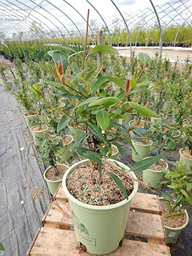 Major Wheeler Trumpet Honeysuckle growing in the nursery