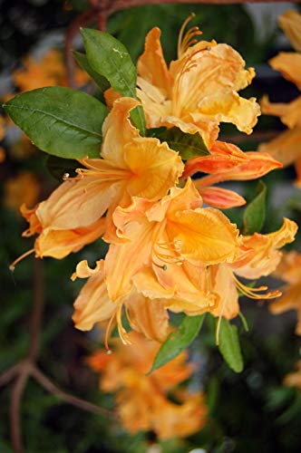 Mandarin Lights Azalea flower focus