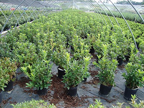Mandarin Lights azalea plant in a nursery container