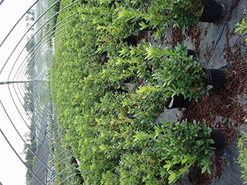 Mandarin Lights azalea plant in a nursery container showing flower clusters and branch structure