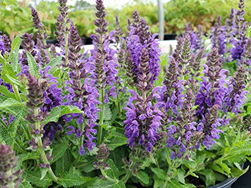 Marcus Meadow Sage flowering in the garden pot