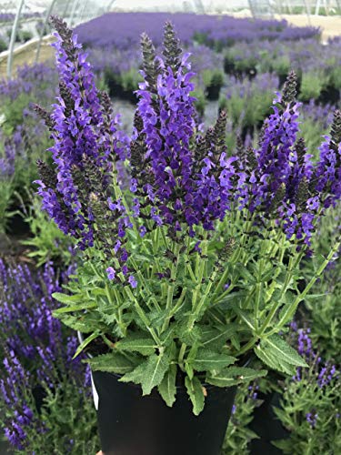 Marcus Meadow Sage showing purple flowers