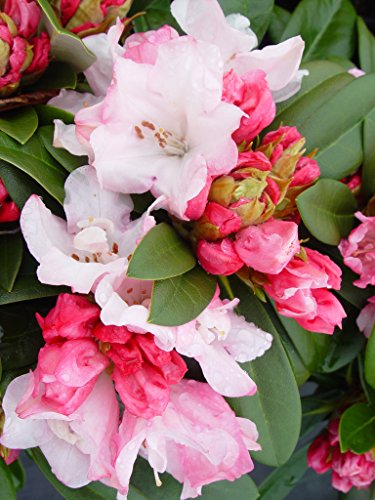Mardi Gras Rhododendron flower focus
