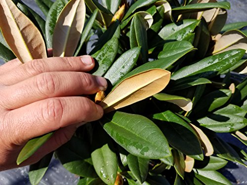 Mardi Gras Rhododendron foliage texture