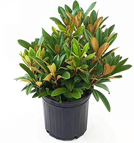Mardi Gras Rhododendron in pot