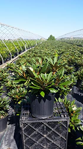 Mardi Gras Rhododendron in the garden