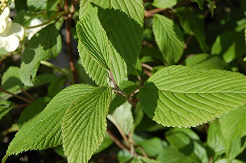 Mariesii Viburnum foliage close up