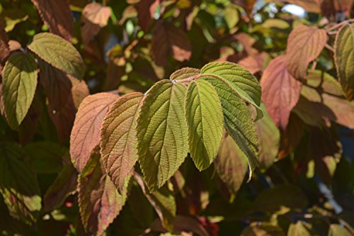 Mariesii Viburnum red and green foliage color