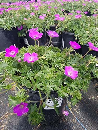 Max Frei Cranesbill Geranium showing flower