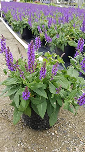 May Night Meadow Sage in black pot