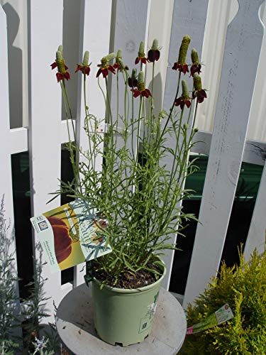 Mexican Hat Plant Ratibida columnifera