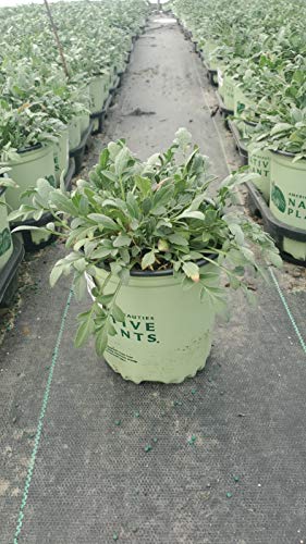 Mexican Hat Plant in nursery container with green foliage