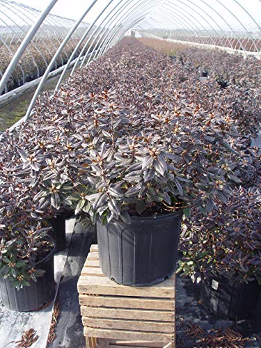 Midnight Ruby Rhododendron dark foliage