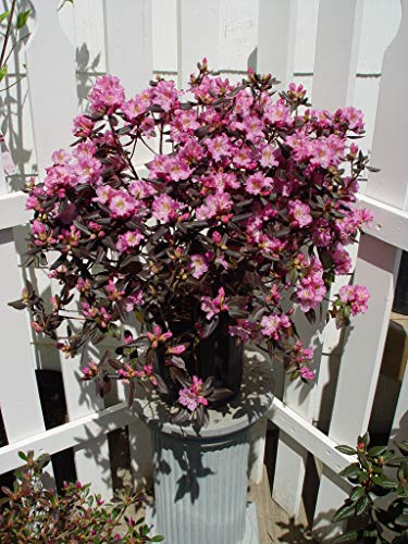 Midnight Ruby Rhododendron in outdoor settings