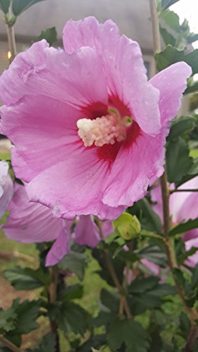 Minerva Rose of Sharon flower close up