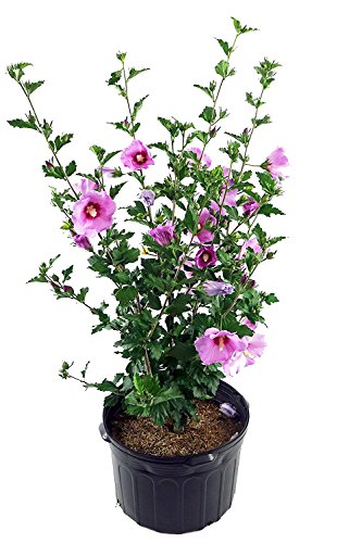 Minerva Rose of Sharon in pot