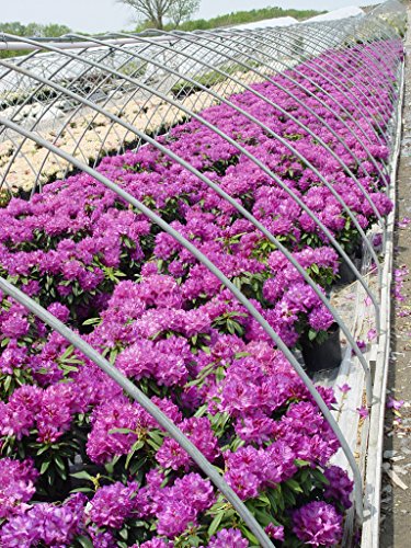 Minnetonka Rhododendron flowering in nursery