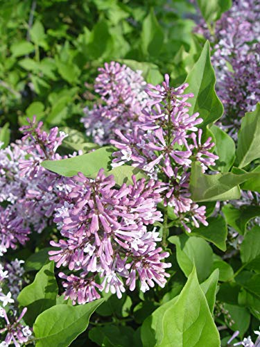 Miss Kim Lilac shrub angle view with foliage