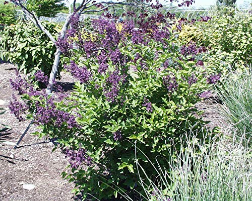 Miss Kim Lilac shrub profile showing leaf detail