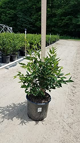 Miss Kim Lilac shrub showing lush green leaves