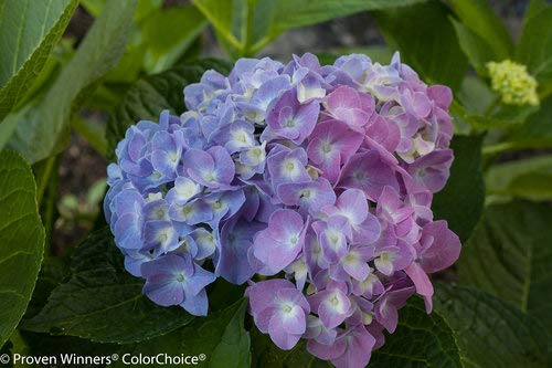 Mixed blue and pink hydrangea blooms
