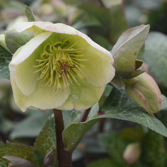 Molly's White Lenten Rose flower