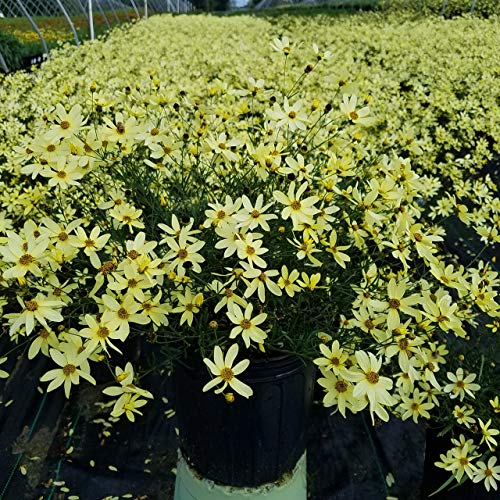 Moonbeam Threadleaf Tickseed covered in blooms