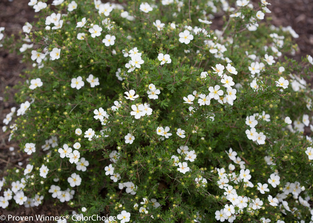 Mounded white-flowering Potentilla Happy Face White cinquefoil showing overall plant habit