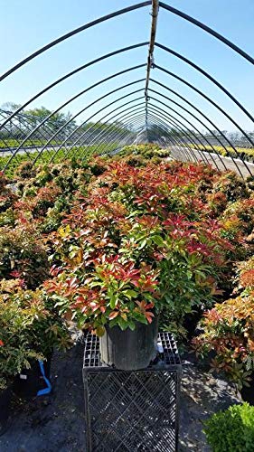 Mountain Fire Andromeda flowering in the nursery