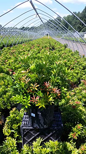 Mountain Fire Andromeda growing in nursery