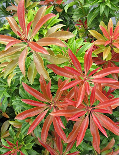 Mountain Fire Andromeda red foliage