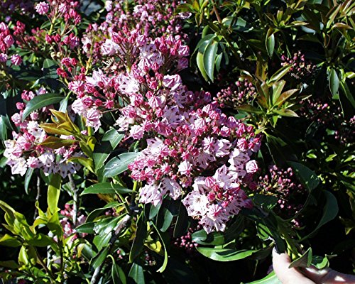 Mountain Laurel plant in container, white and burgundy flowers.