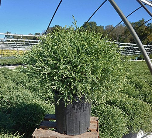 Mr. Bowling Ball® American Arborvitae in nursery