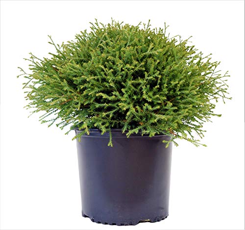 Mr. Bowling Ball® American Arborvitae white background
