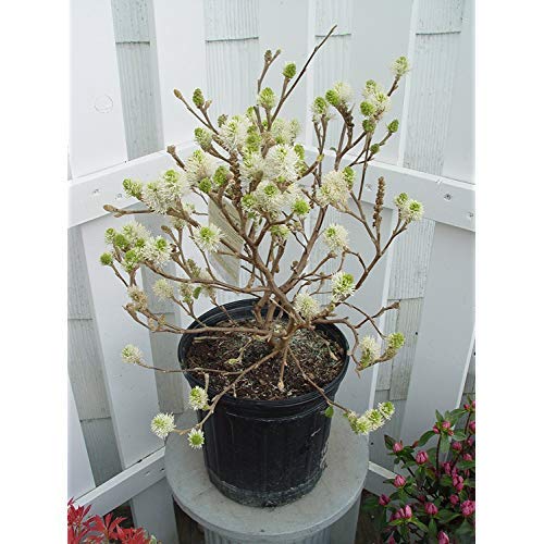 Mt. Airy Fothergilla in outdoor setting