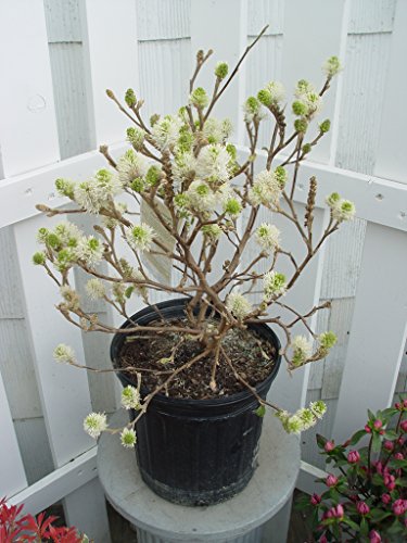 Mt. Airy Fothergilla plant with arching branches and clusters of fragrant white flowers before foliage unfolds